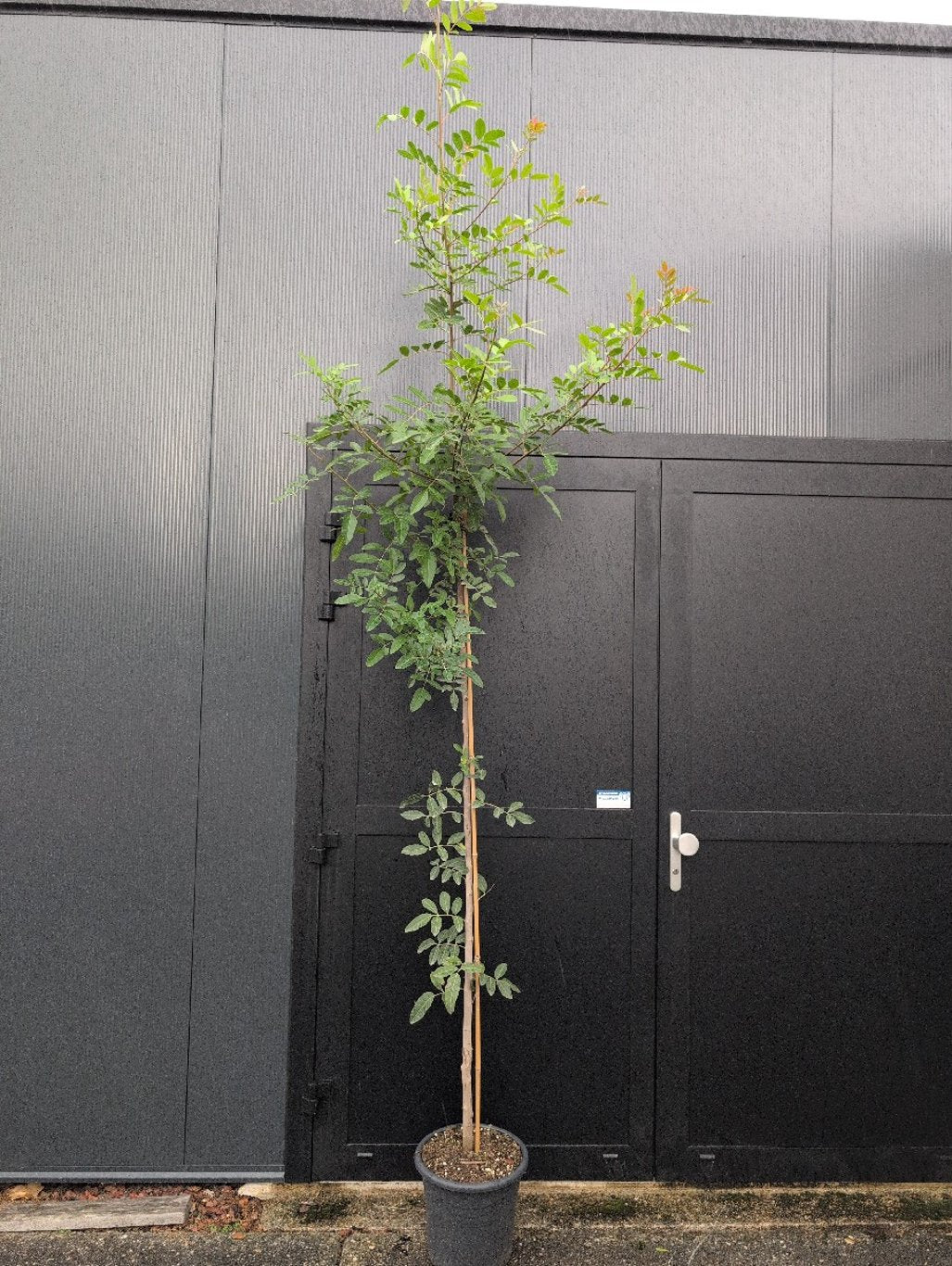 Schinus terebinthifolius - C15 200-250 CM